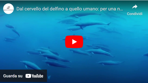 cervello di delfino